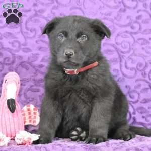 Quandace, German Shepherd Puppy